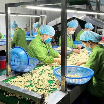 Извозна фабричка цена машина за љуштење језгра индијског ораха у Индију